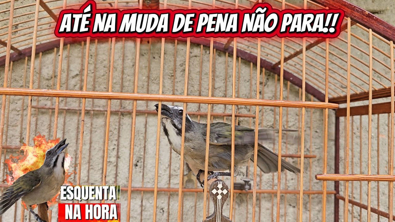 TEMPORADA DE MUDA DE PENA E TRINCA-FERRO MACHEANDO MUITO QUENTE 🔥 