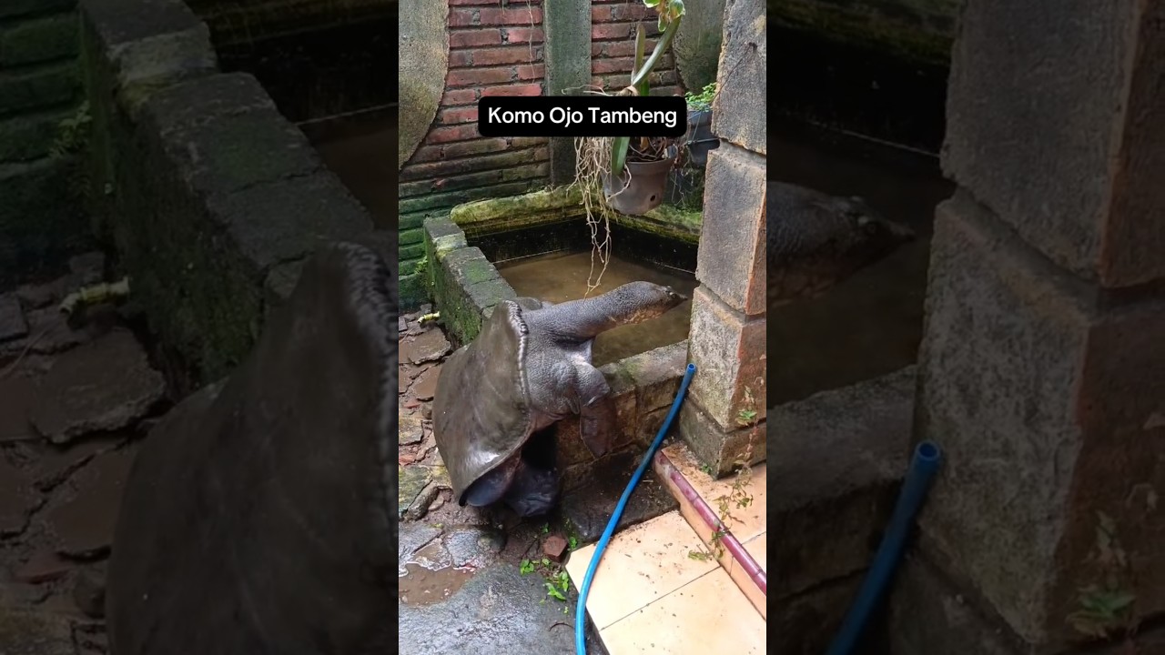 Komo Ojo Tambeng 