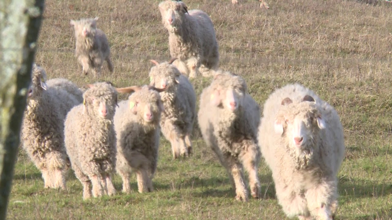 Production de laine angora à Rombach-le-Franc