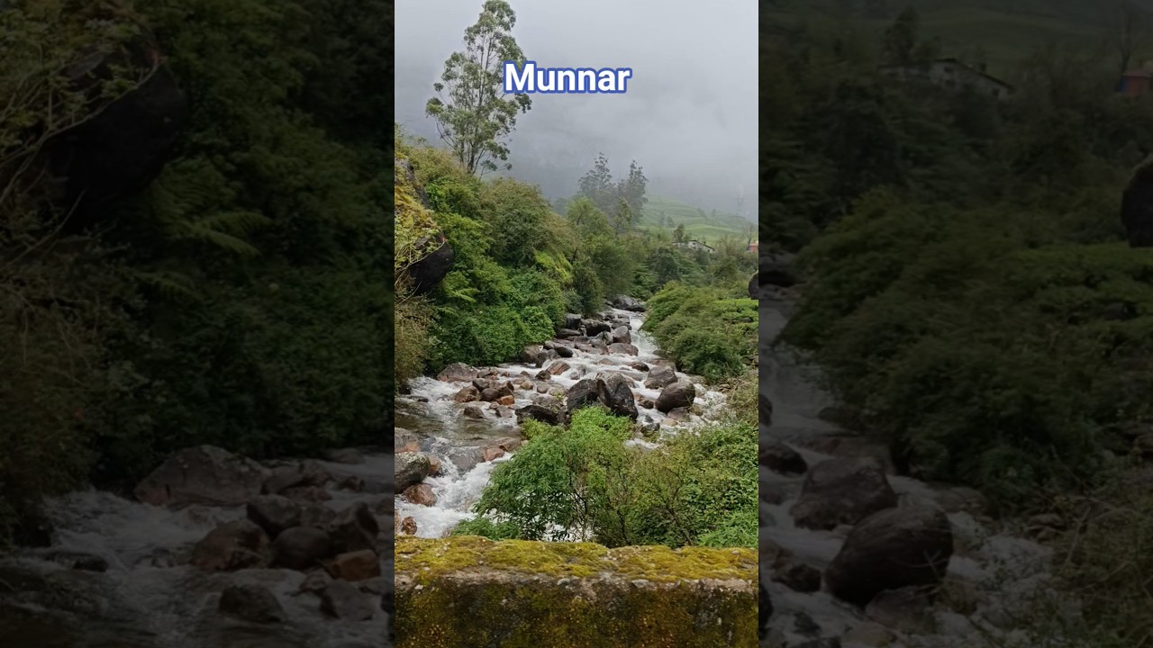 Munnar #munnar #kerala #nature #trending