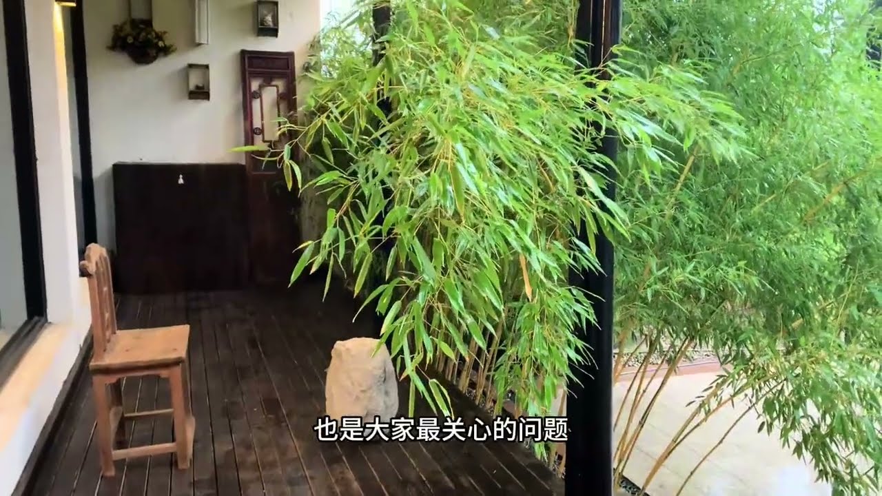 耐寒竹子，四季常绿，北方地区，高寒地区，行不行，最全面解说