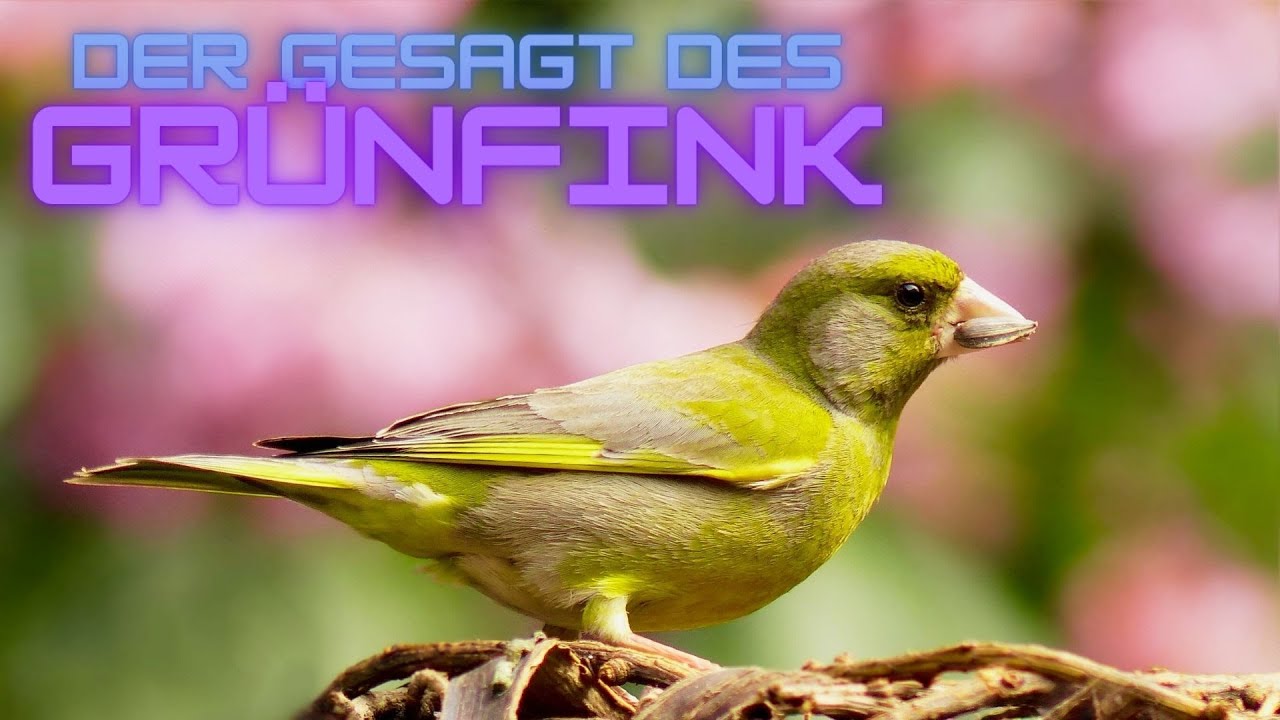 Der Gesang des Grünfinks - Tag und Nacht
