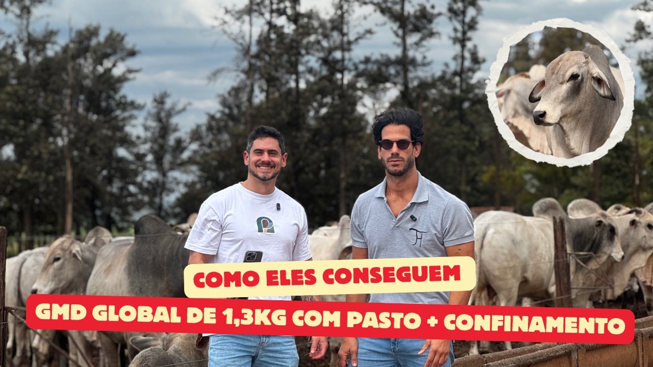 Como eles conseguem um GMD de 1,3kg à pasto e colocam 8@ em 180 dias