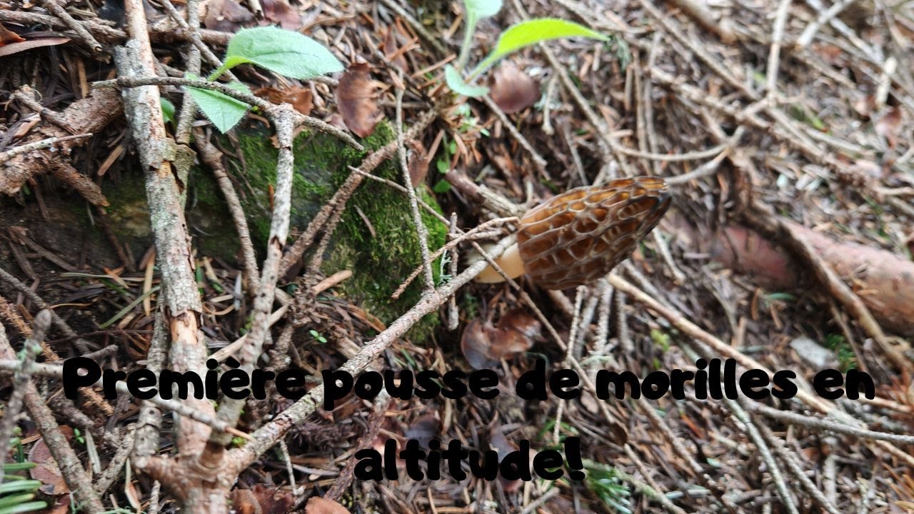Première pousse de belles morilles en altitude!