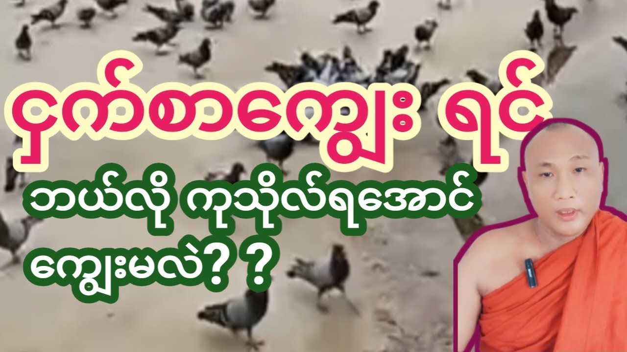 ငှက်စာကျွေးရင် ကုသိုလ်ရအောင် လုပ်မလဲ
