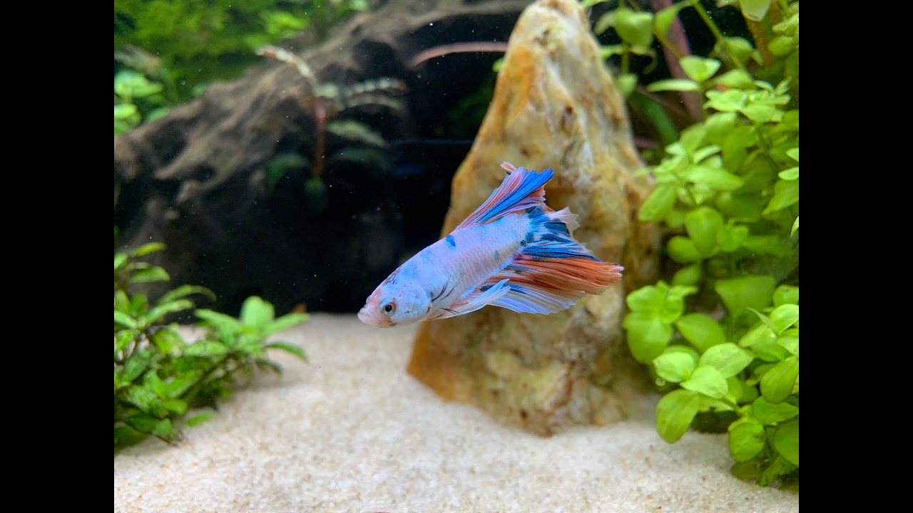 Relaxing 40 min. Home Aquarium 4K