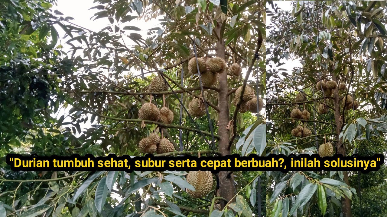 Durian tumbuh sehat, subur serta cepat berbuah.