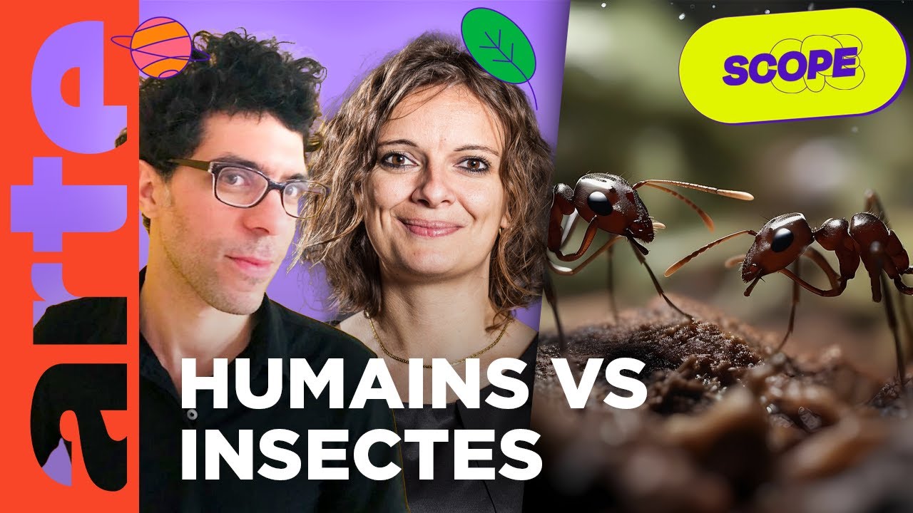 Humains VS insectes : qui prend les meilleures décisions ? ft. Fouloscopie | Scope | REPLAY | ARTE