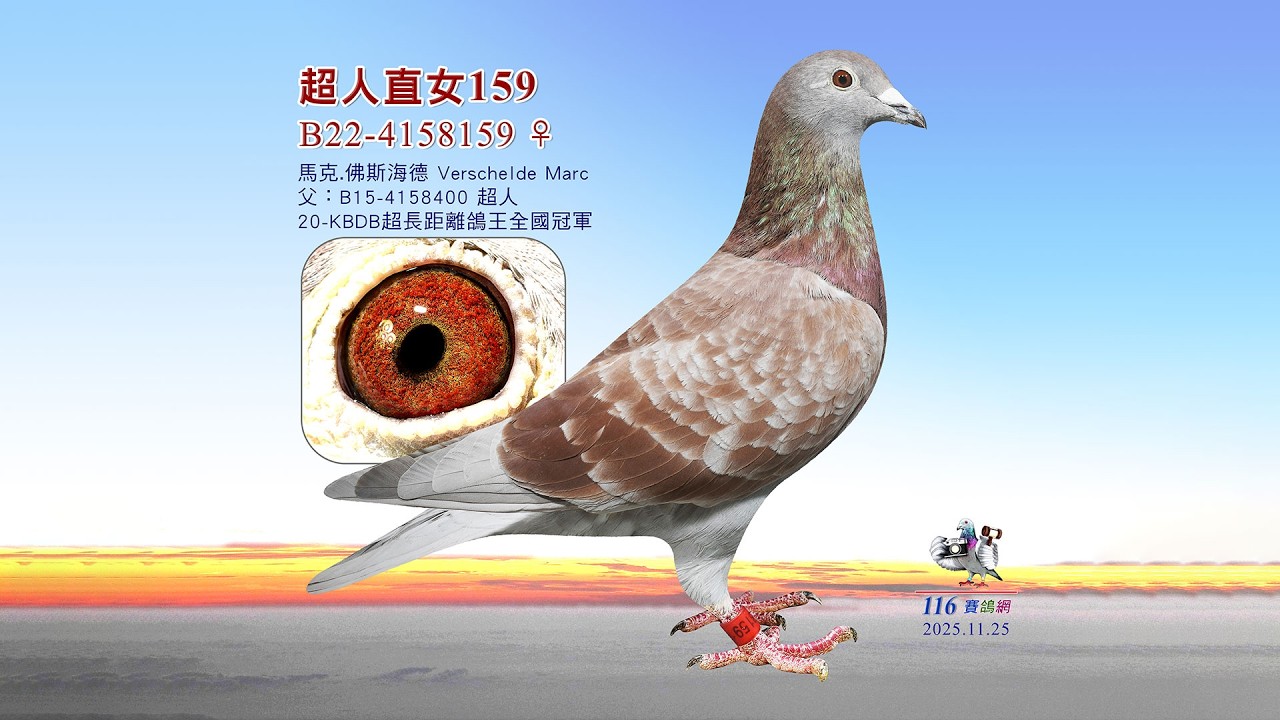 【馬克 佛斯海德】B22-4158159 KBDB超長距離鴿王全國冠軍🏆直女