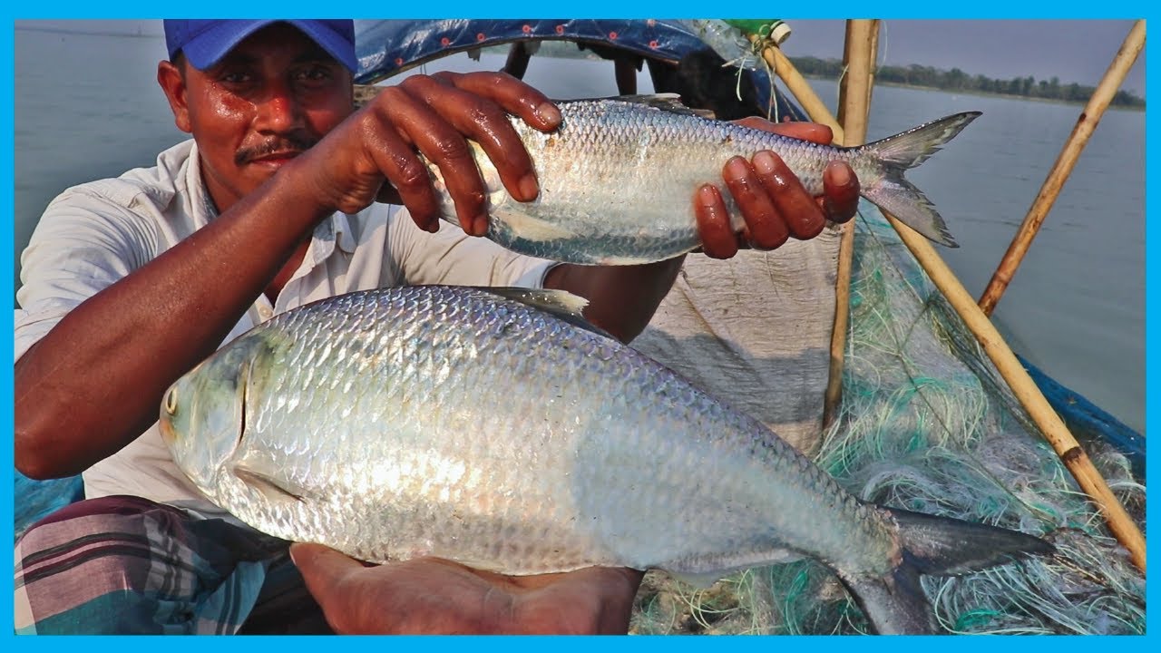 Hilsa (Live) Fishing  with Natural View | Live Hilsa Fish