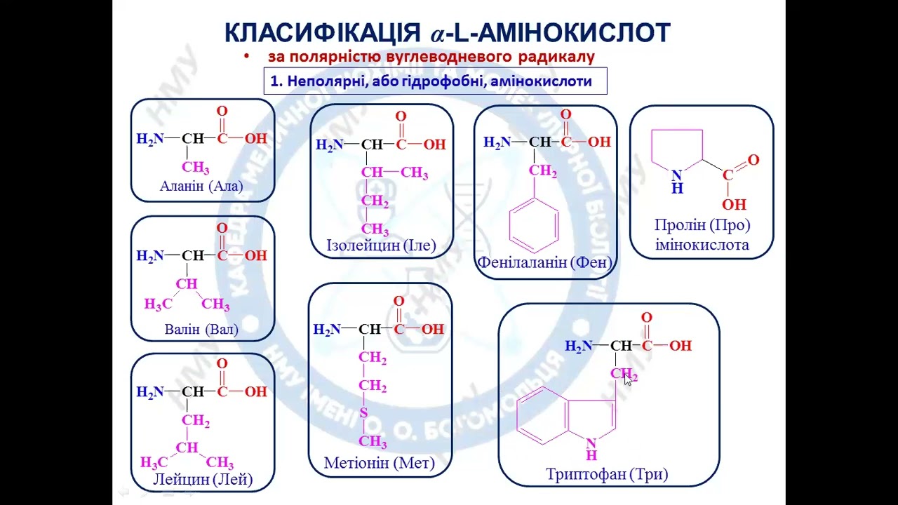 Амінокислотний склад білків та пептидів. Структурна організація, фізико-хімічні властивості білків.