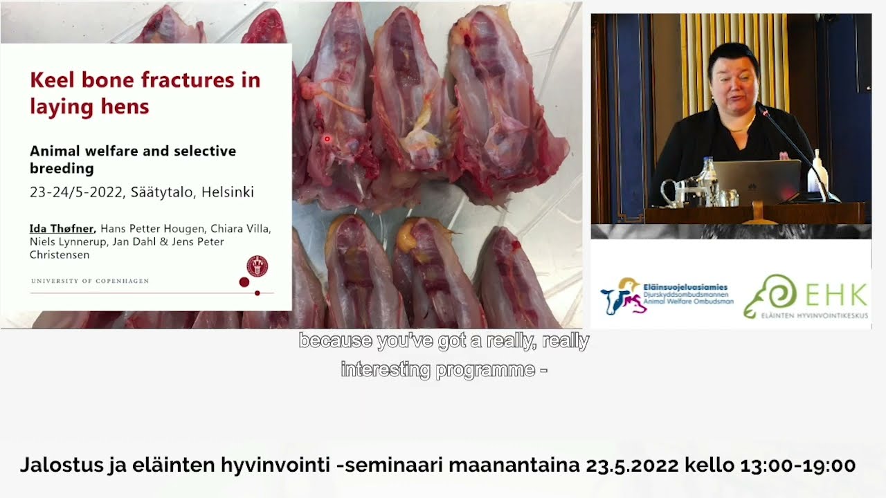 Ida Thøfner, Associate Professor, University of Copenhagen, Keel bone fractures in laying hens