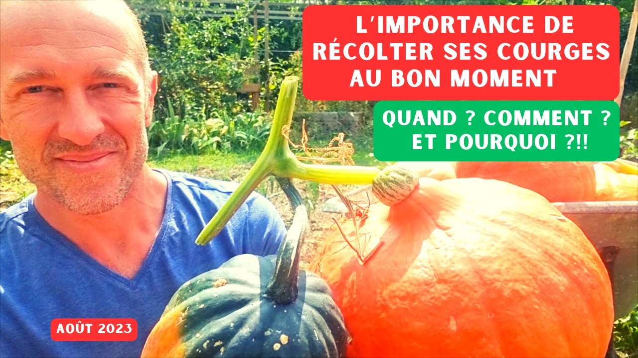 Comment récolter et conserver les courges, butternuts, potimarrons ? #potager