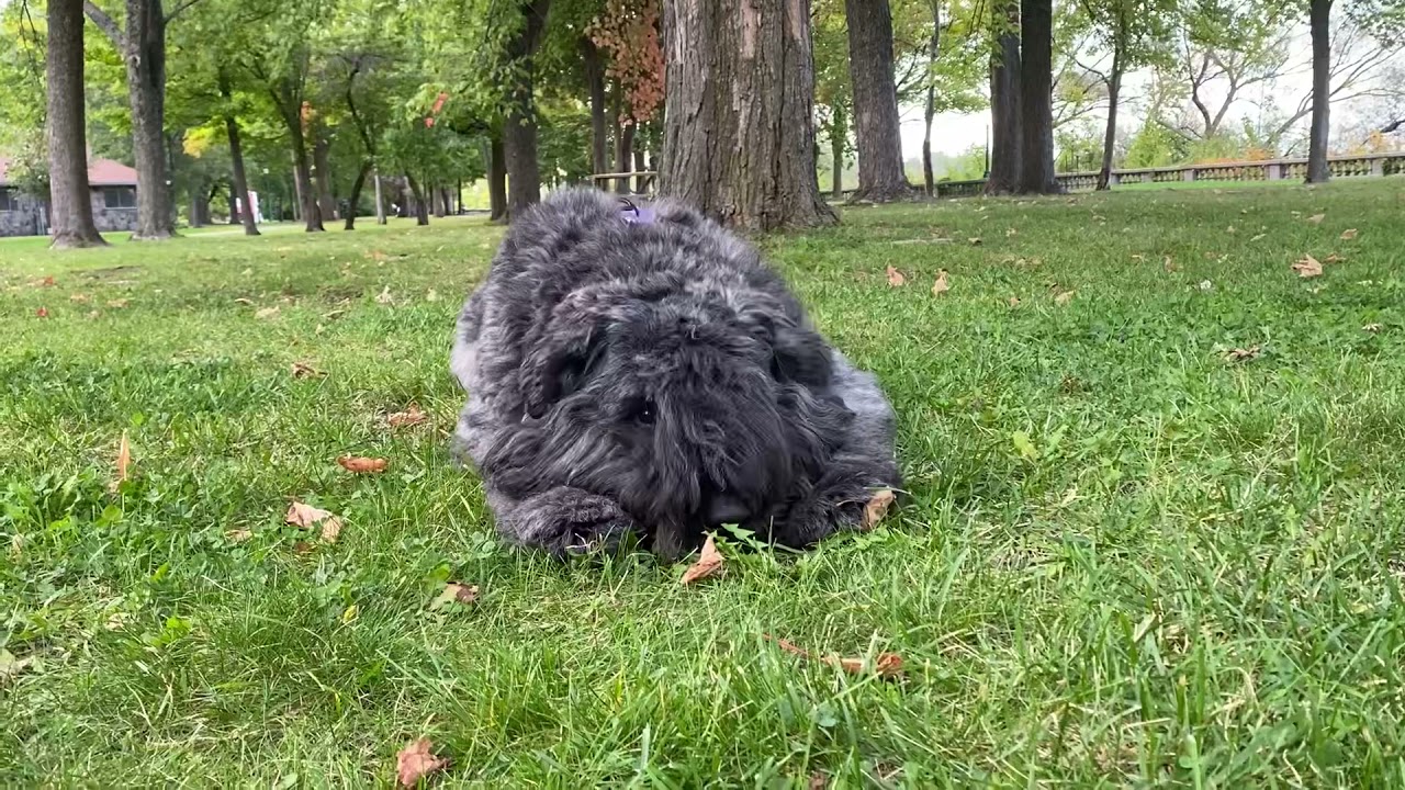 Lima, amazing bouvier des Flandres tricks