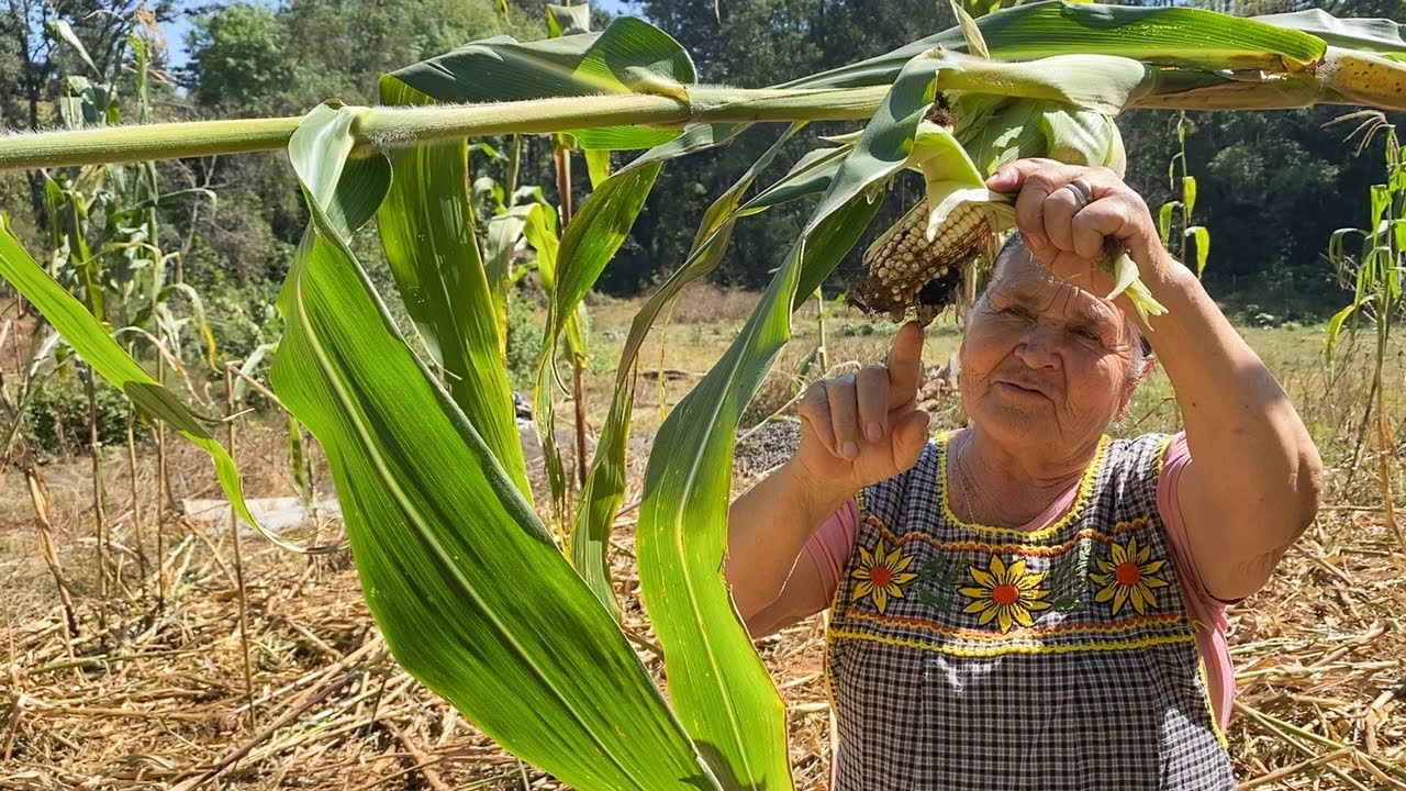 Sopa De Elote Se Acabo la Milpa De Mi Rancho A Tu Cocina