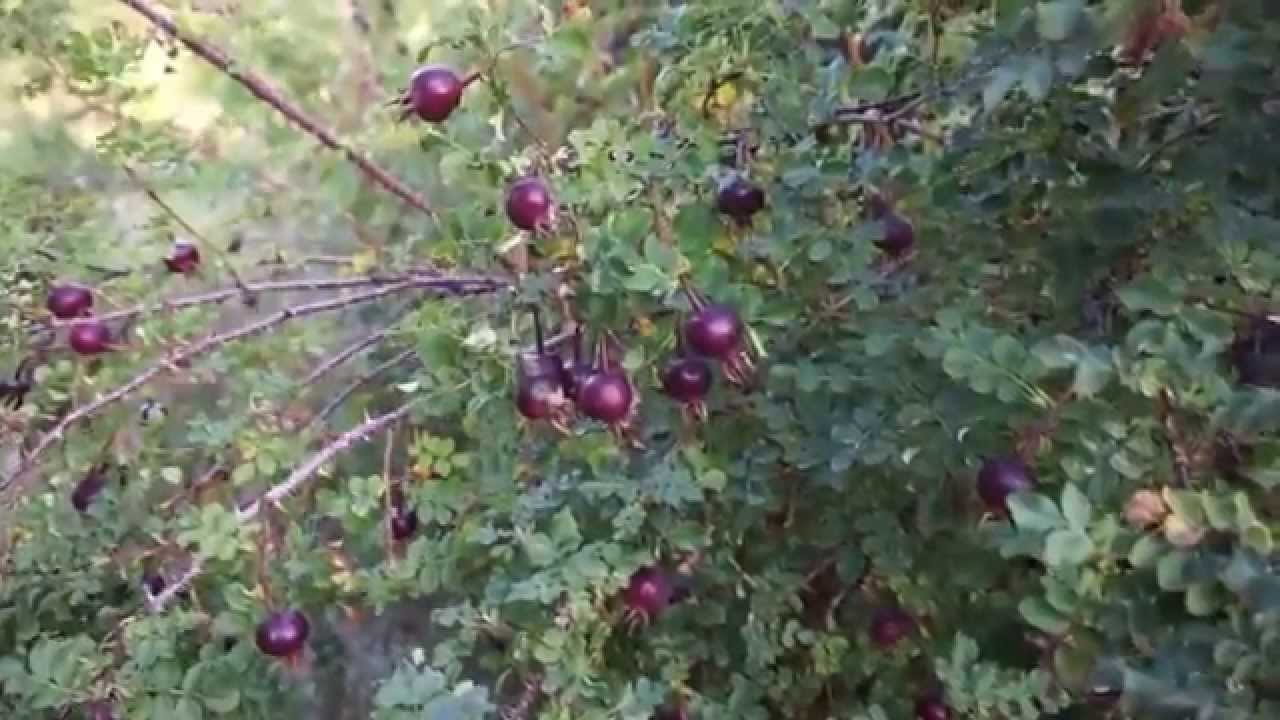 Dzikie róże w moim ogrodzie