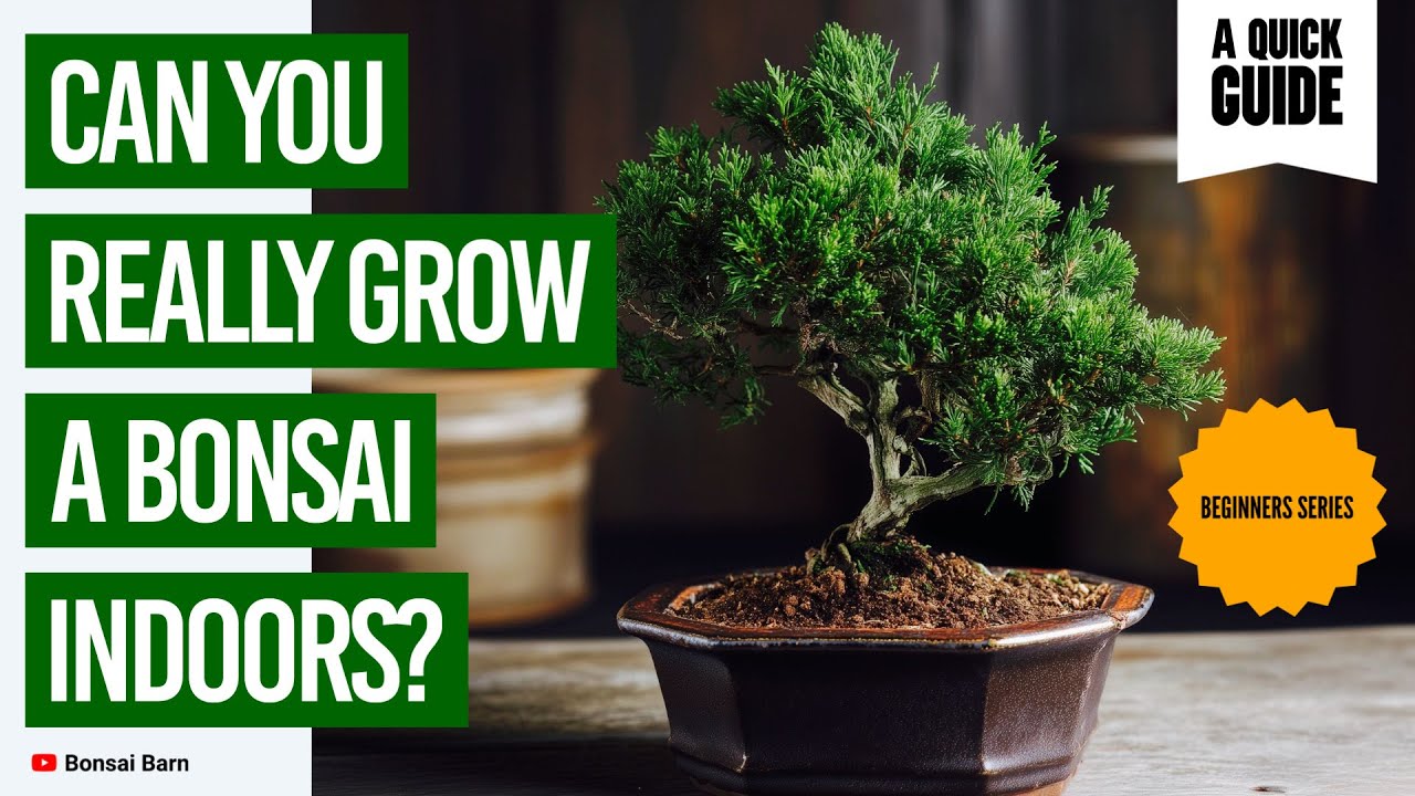 &ldquo;Can You REALLY Grow a Bonsai Indoors? The Truth Revealed! Bonsai Trees For Beginners.&rdquo;