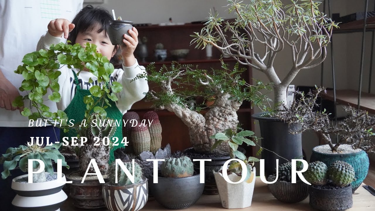 【PLANT TOUR】珍奇植物と作家鉢を楽しみすぎた夏！７月から９月に購入した塊根植物やサボテンを全紹介！