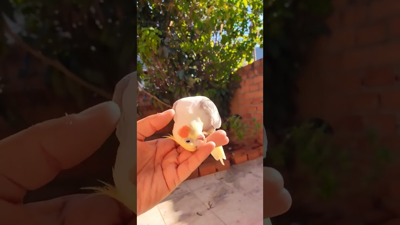 calopsita no sol