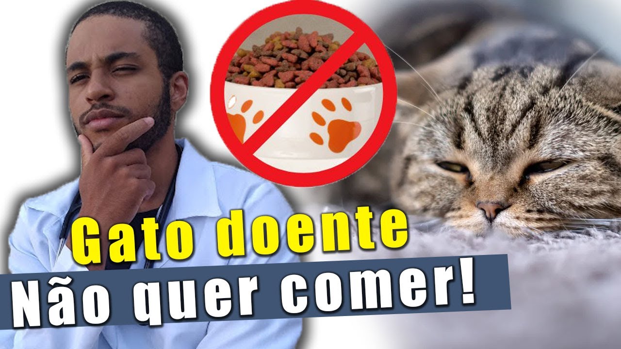 Meu GATO não quer comer e só FICA DEITADO!
