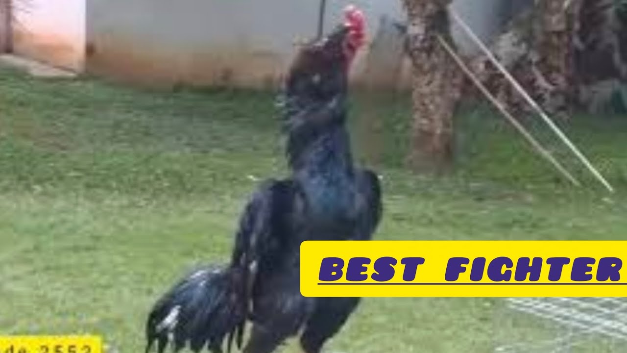 Rarest gem from brazil this lari rooster will blow your mind خروس اصیل  برزیلی لاری تمام عیار