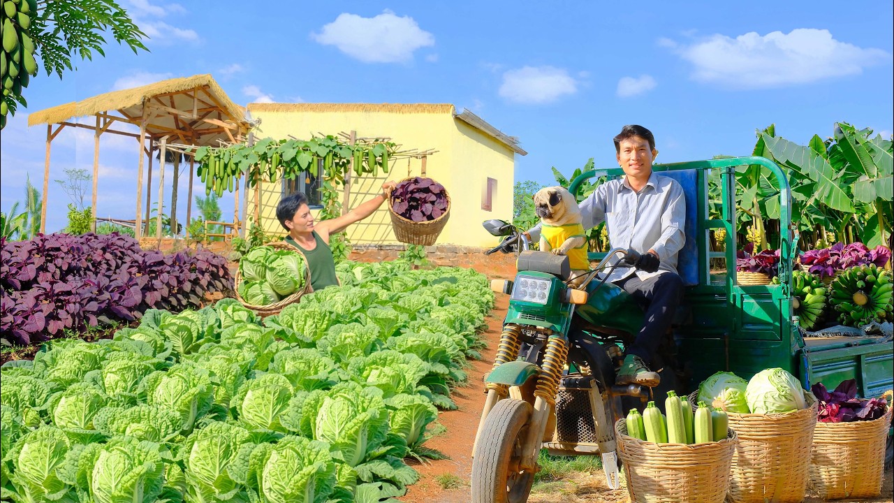 Harvest Cabbage, Amaranth, Napa Cabbage To Sell At The Market  – Cook With Them