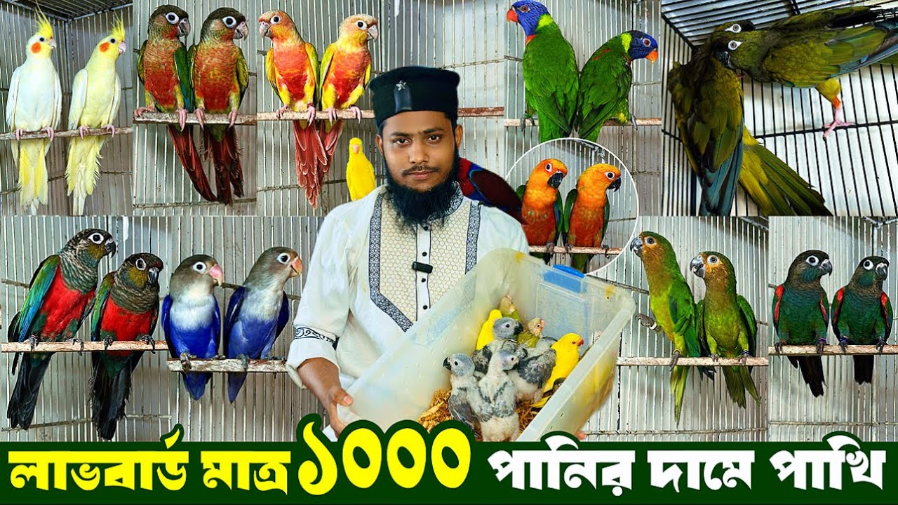 অনেক পাখি এনেছি খামারে | লাভবার্ড মাত্র ১০০০ | টেম লরি, ককাটেল, লাভবার্ড, বাজরিগার ও কনুর পানির দামে