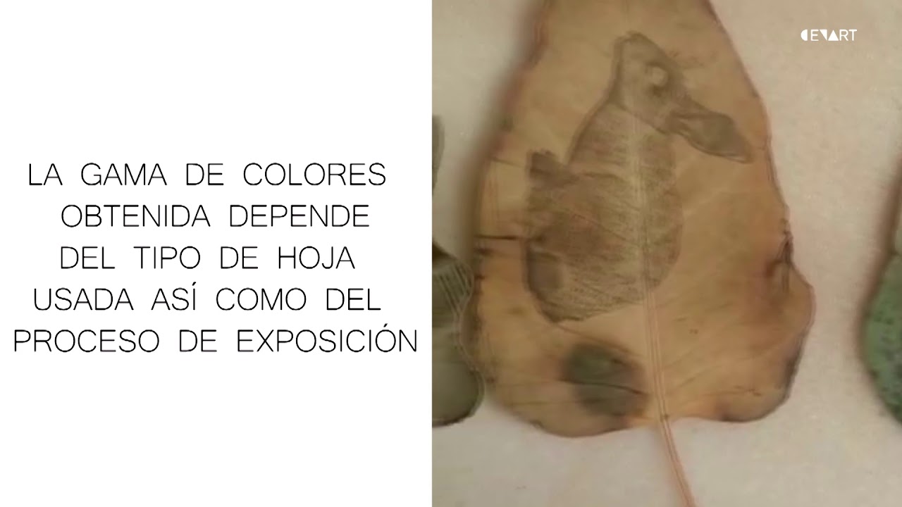 Revelado y resultados | Taller de Clorotipia Aprende a imprimir fotografías sobre plantas