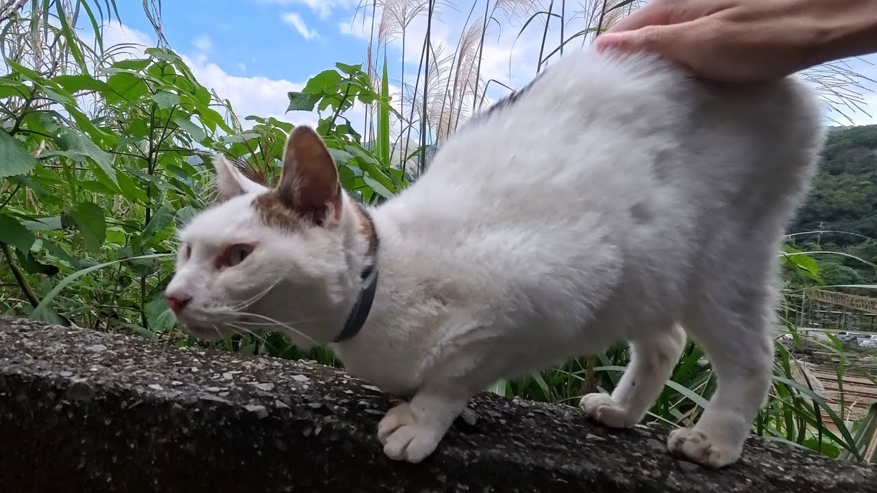 Счастье так просто: каменная стена, кошка и бесконечные похлопывания по попе 💕