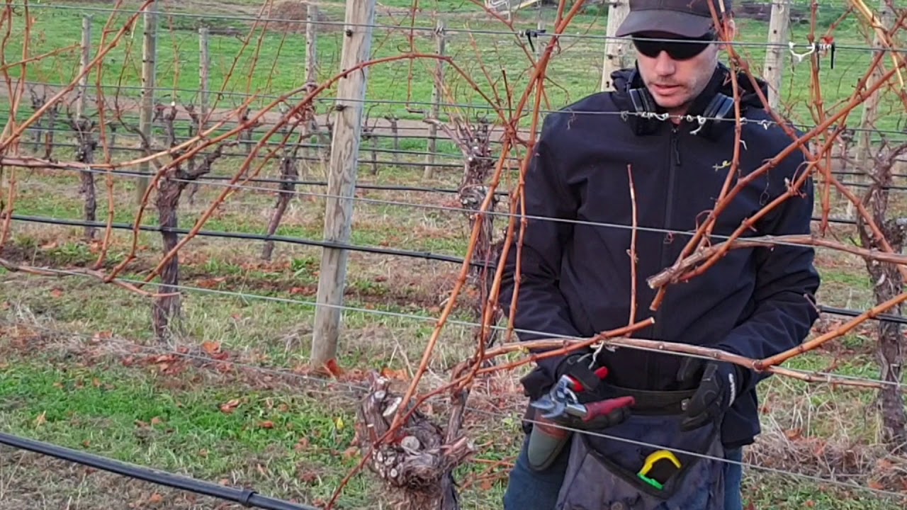 Commercial cane pruning!! What you need to know