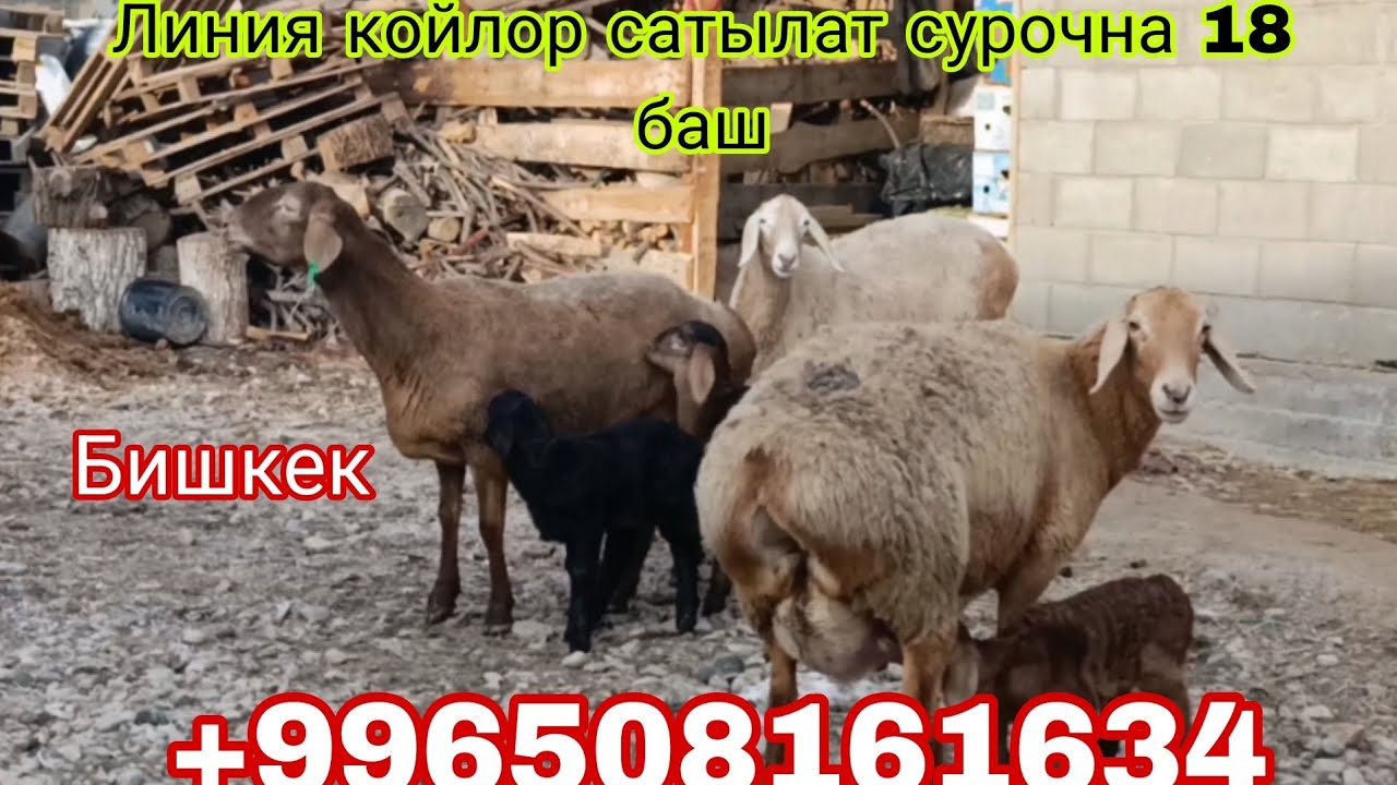 5- Февраль Бишкектен жакшы койлор чыкты +996508161634