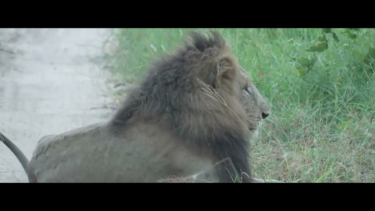 Ndhzenga Male.