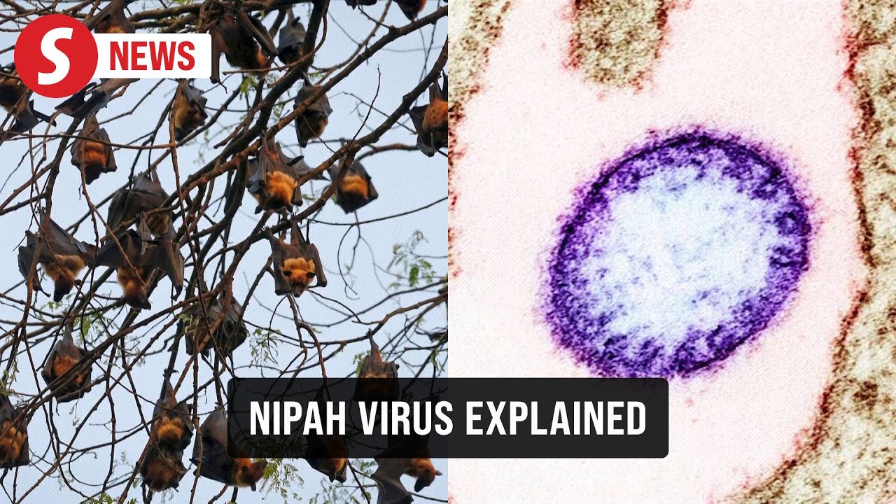 EXPLAINER: What to know about Nipah virus after cases emerge in India