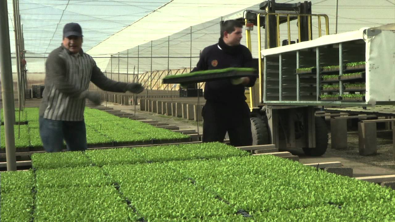 Planttape English Version