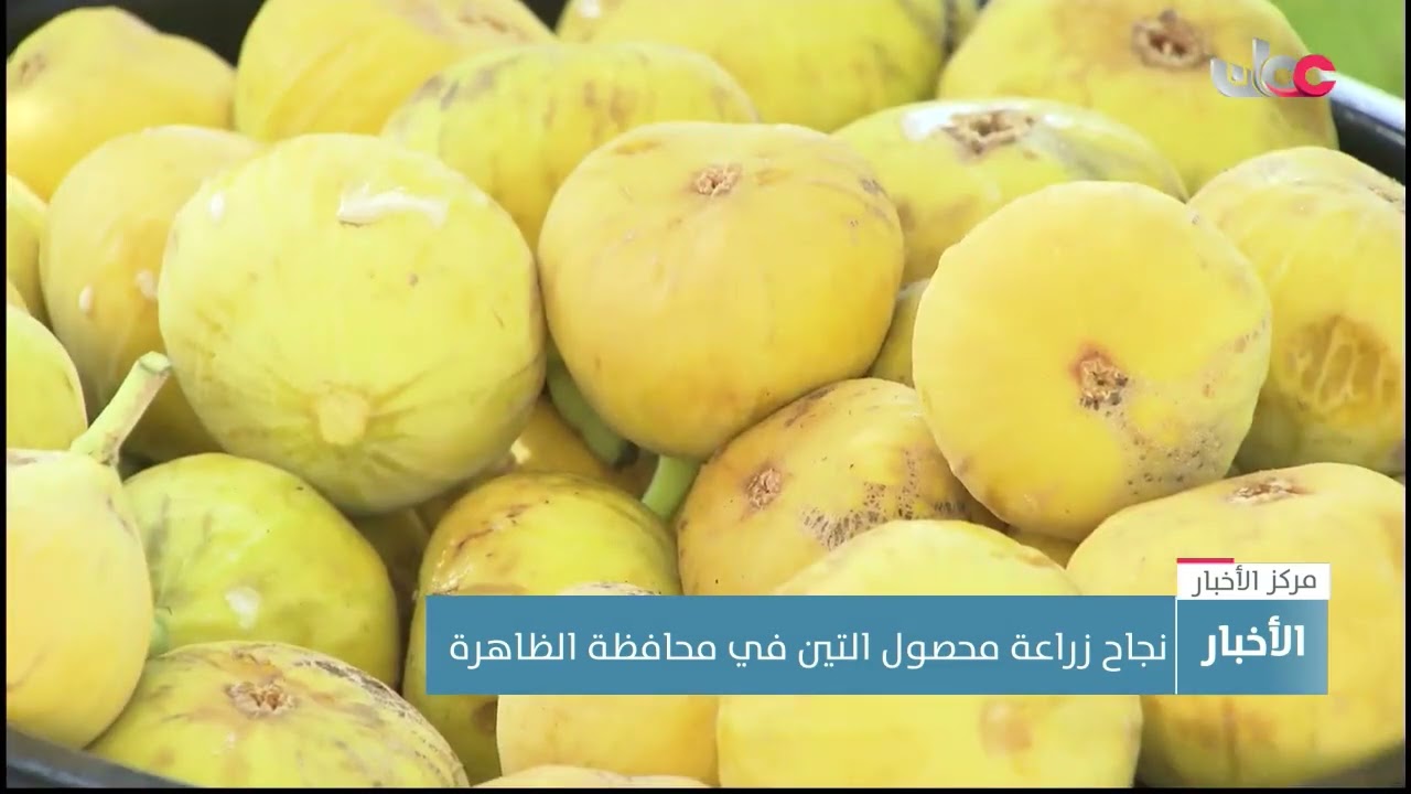 نجاح زراعة محصول التين في محافظة الظاهرة