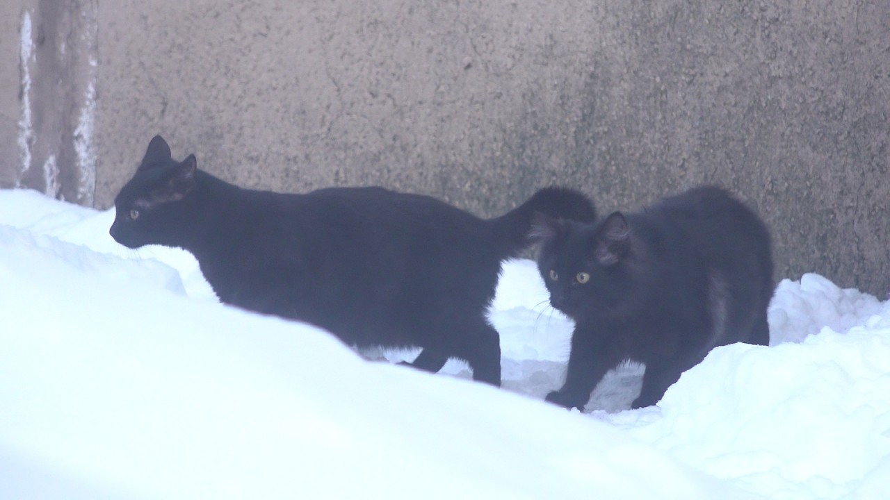 Shy black kittens and black mama in the snow