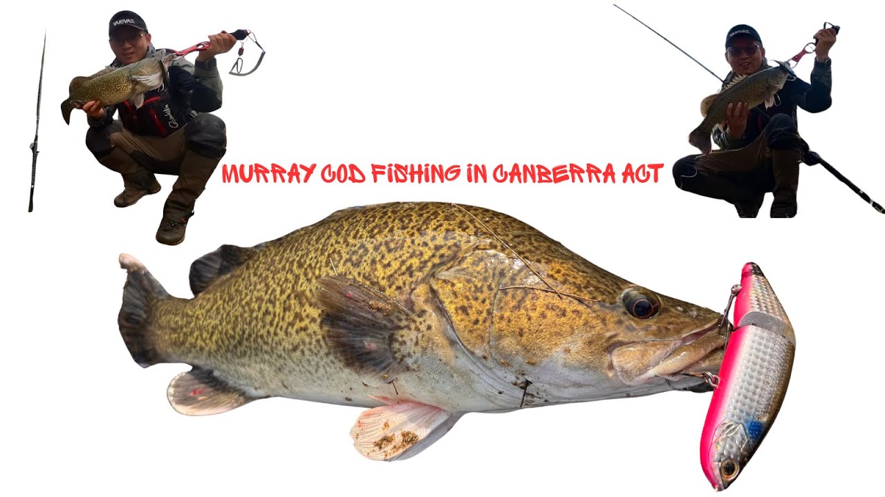 Murray Cod fishing in Canberra ACT