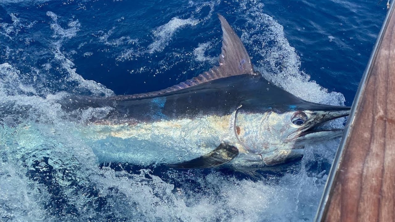 ВПЕРВЫЕ В БЕРЕГУ &mdash; В тот день мы поймали ДВУХ СИНИХ МАРЛИНОВ! (Renegade Sportfishing, Чарльстон, ...