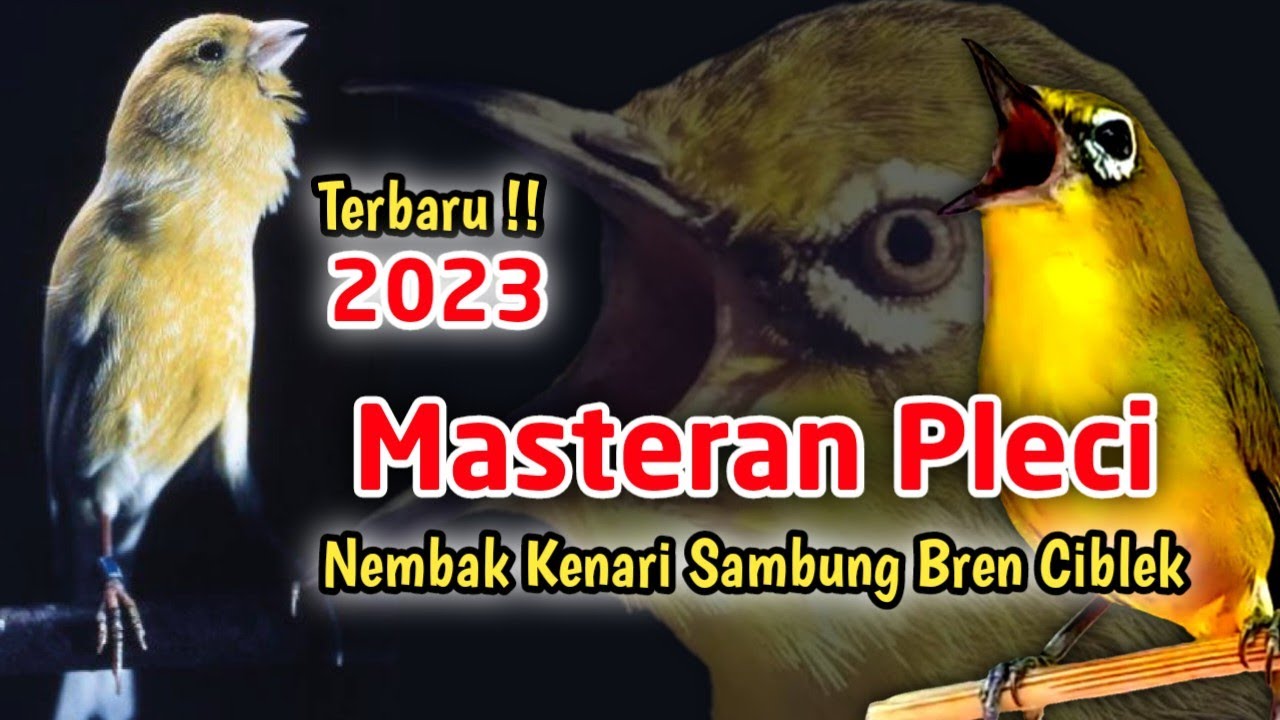 Terbaru 2023 !!! Masteran Pleci Ngalas Kenarian Sambung Bren Ciblek