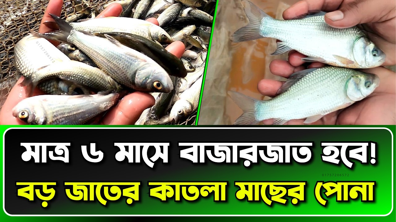 কাতলা মাছের পোনা আদর্শ চাষ পদ্ধতি | অল্প খরচে বাম্পার ফলন নিশ্চিত করুন | Catla Fish Farming in BD