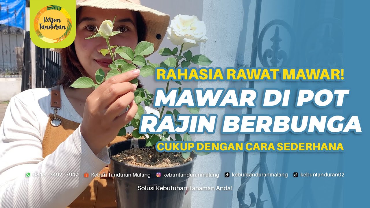 Rahasia Mawar di Pot Tetap Subur & Rajin Berbunga | Tips dari Pengalaman Rawat Bertahun Tahun