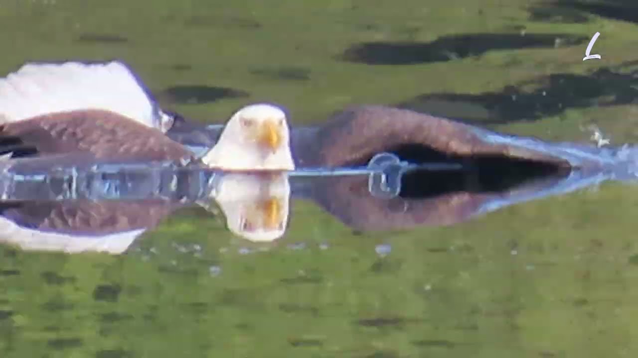 🦅Swimming Eagle in 🇨🇦 :Olympic Style スイミングイーグル：オリンピックスタイル