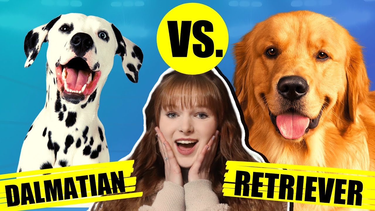 DALMATIAN VS GOLDEN RETRIEVER