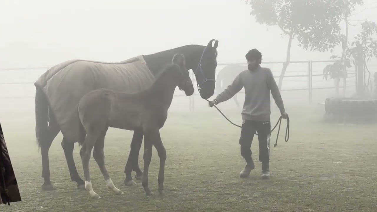A day with marwari horses