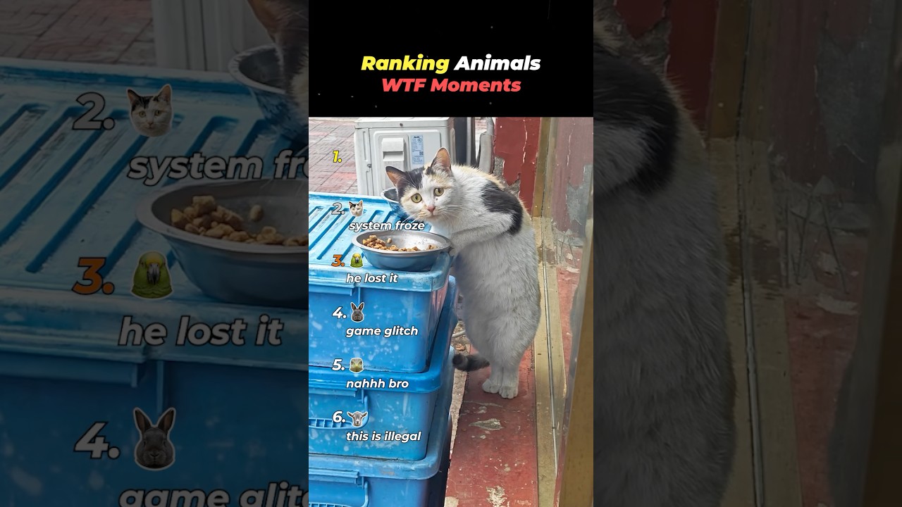 Ranking Animal WTF Moments