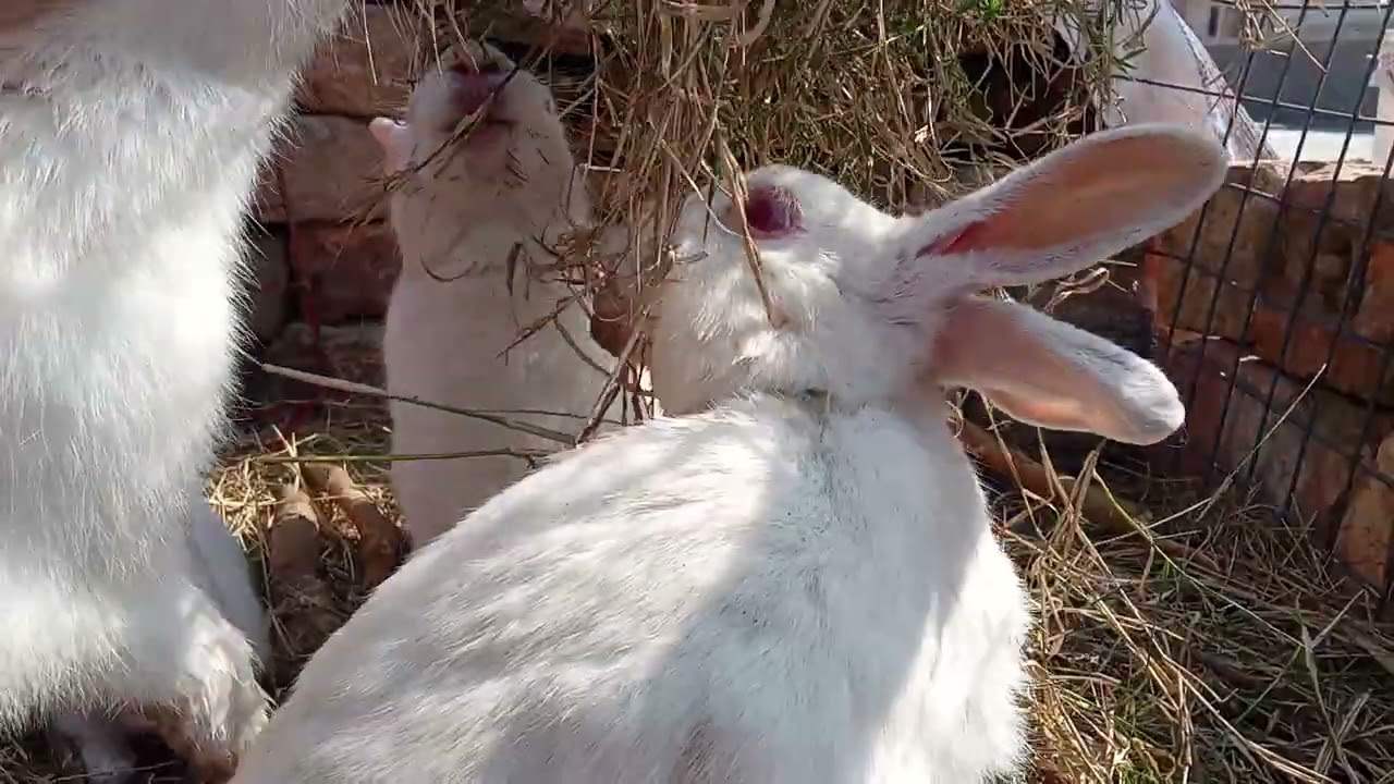 Cute mama bunny family vlog resting enjoying the grass with their babies 
