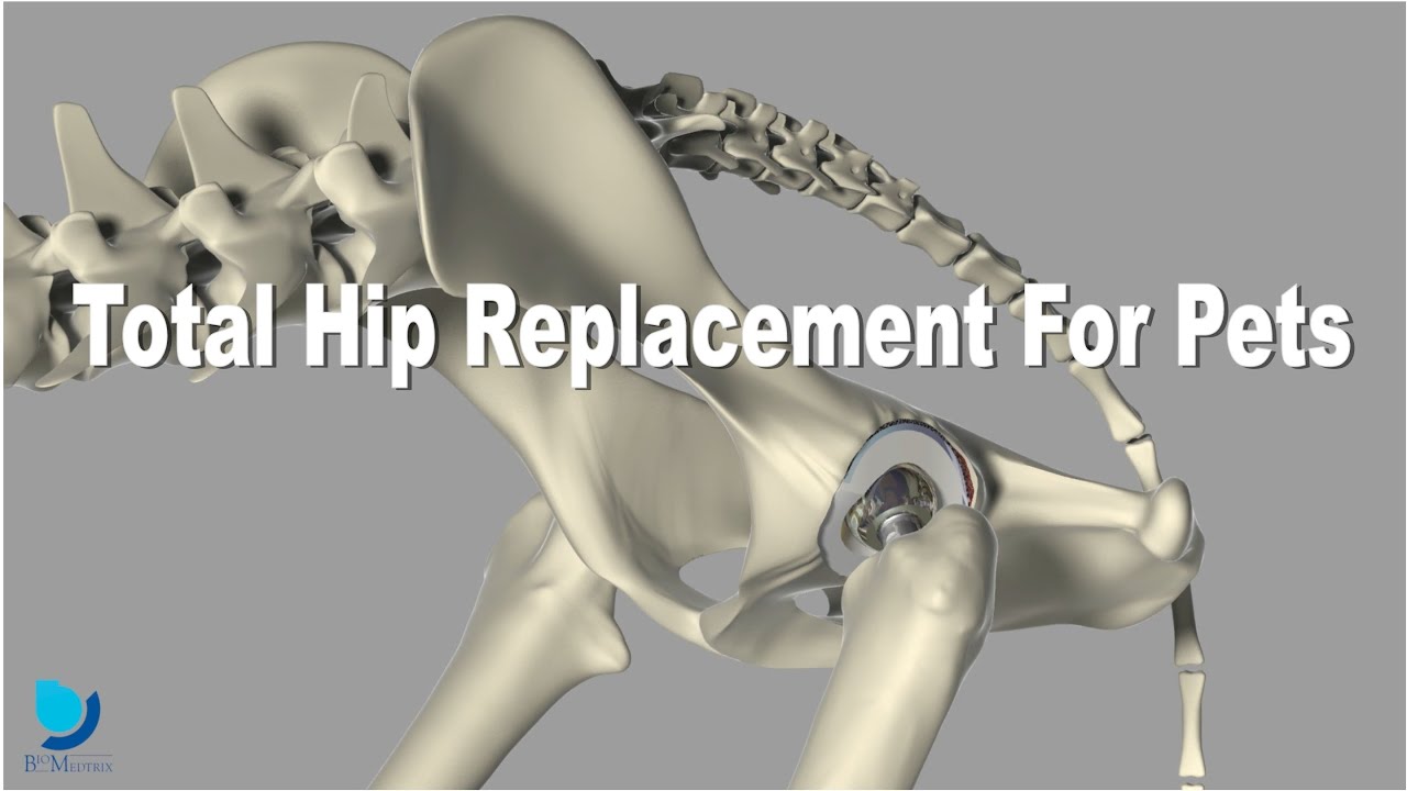 Total Hip Replacement for Pets from Bridger Veterinary Specialists