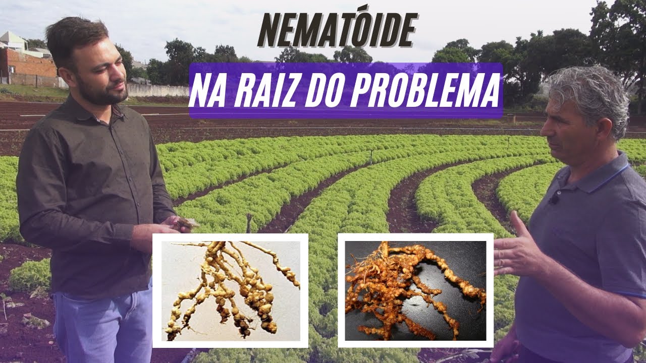 O QUE PODE SER FEITO COM NEMATÓIDES EM HORTALIÇAS?