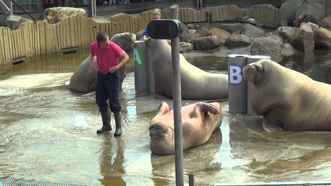 Walrussen Show 2