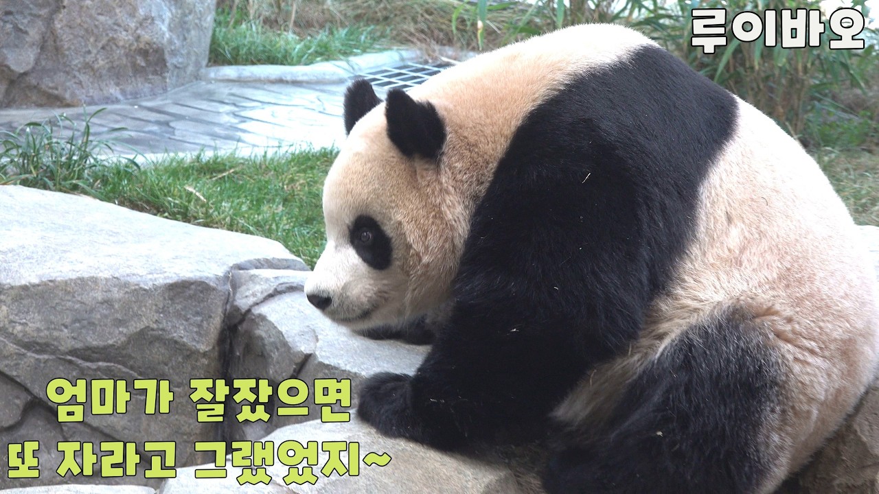 엄마가 잘 잤으면 또 자라고 그랬어요 / 나갔다 들어오면 늘어나는 고구마 / 누에고치 자세로 자고 / 제법 예쁘게 만들어진 루이바오의 뒷목쿠션